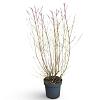 Cornus sang. 'Midwinter Fire' Pot 12 liter 100 - 125 cm