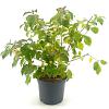 Cornus sang. 'Midwinter Fire' Pot 3 liter 25-30cm