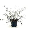 Corokia virgata Pot 2 Liter30 - 40 cm