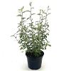 Corokia virgata 'Frosted Chocolate' Pot 2 Liter30 - 40 cm