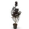 Cotinus cog. 'Royal Purple' Pot 12 liter 60 - 80 cm