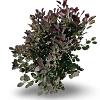 Cotinus Dusky Maiden Pot 12 liter 80 - 100 cm