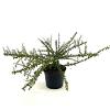 Cotoneaster conspicuus decorus Pot 2 liter 25-30cm