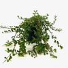 Cotoneaster dammeri Pot 2 liter 25-30cm