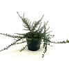 Cotoneaster microphyllus Pot 3 liter 25-30cm