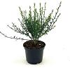 Cytisus 'Luna' Pot 2 Liter30 - 40 cm