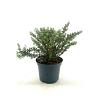 Dorycnium hirsutum Pot 2 liter 25-30cm