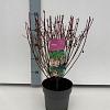 Enkianthus campanulatus Pot 2 Liter30 - 40 cm