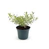 Eriostemon myoporoides Gold Touch Pot 2 liter 30-35cm