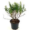 Escallonia 'Compacta Coccinea' Pot 2 Liter30 - 40 cm
