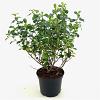 Escallonia 'Iveyi' Pot 2 liter 25-30cm