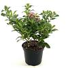 Escallonia laevis Pink Elle Pot 2 liter 25-30cm