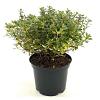Escallonia 'Red Dream' Pot 2 liter 25-30cm