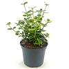 Euonymus fort. 'Canadale Gold' Pot 2 liter 25-30cm