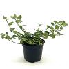 Euonymus fort. 'Vegetus' Pot 2 liter 25-30cm