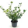 Euonymus jap. 'Albomarginatus' Pot 2 liter 25-30cm