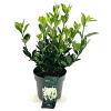 Euonymus jap. Extravaganza Pot 2 Liter 20 - 30 cm