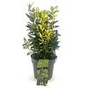 Euonymus jap. 'Gold Queen' Pot 2 Liter 20 - 30 cm