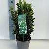 Euonymus jap. 'Green Spire' Pot 2 Liter30 - 40 cm