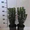 Euonymus jap. 'Green Spire' Pot 2 Liter30 - 40 cm