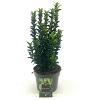 Euonymus jap. 'Green Spire' Pot 2 liter 30-35cm