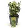 Euonymus jap. Marieke Pot 2 liter 30-35cm