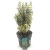 Euonymus jap. 'White Spire' Pot 4 Liter 30 - 40 cm