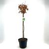 Fagus sylvatica Pot 10 liter Stam 80 cm