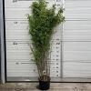 Fargesia nitida 'Volcano' Pot 10 liter 125 - 150 cm