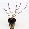Forsythia 'Goldrausch' Pot 2 Liter30 - 40 cm