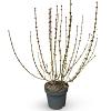 Forsythia 'Goldrausch' Pot 12 liter 60 - 80 cm