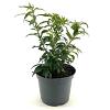 Forsythia int. Mikador Pot 3 Liter 30 - 40 cm