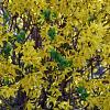 Forsythia int. Mikador Pot 3 Liter 30 - 40 cm