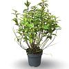 Forsythia int. Week-End Pot 12 liter 80 - 100 cm