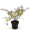 Fuchsia magel. 'Versicolor' Pot 2 liter 25-30cm