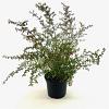 Fuchsia microphylla Pot 2 liter 25-30cm