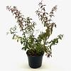 Fuchsia 'Riccartonii' Pot 2 liter 25-30cm
