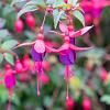 Fuchsia 'Riccartonii' Pot 2 liter 25-30cm