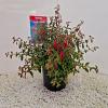 Fuchsia 'Riccartonii' Pot 2 liter 30-35cm