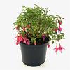 Fuchsia 'Tom Thumb' Pot 2 liter 25-30cm