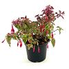 Fuchsia 'Tom West' Pot 2 liter 25-30cm