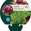 Papaver or. 'Patty's Plum' Pot 9 cm
