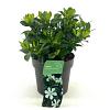 Gardenia jasm. Pinwheel Pot 2 Liter 20 - 30 cm