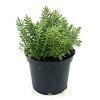 Hebe 'Red Edge' Pot 2 liter 25-30cm