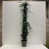 Hedera hibernica Pot 12 liter 175 - 200 cm