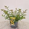 Hypericum 'Hidcote' Pot 2 liter 30-35cm