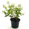 Hypericum Miracle Blizz Pot 2 liter 25-30cm