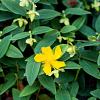 Hypericum Miracle Wonder Pot 2 liter 30-35cm