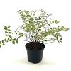 Hypericum moserianum Pot 2 liter 25-30cm