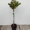 Ilex altacl. 'Golden King' Pot 10 liter Stam 80 cm